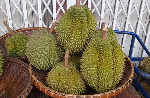 ทุเรียน
