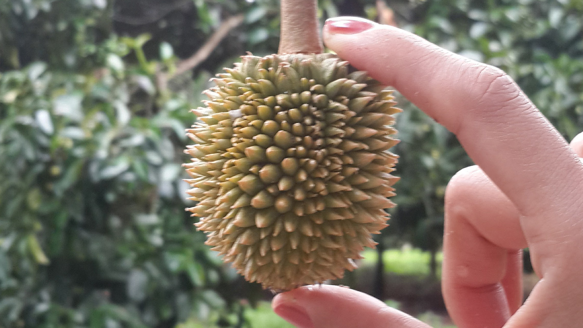 ทุเรียน
