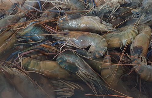 กุ้งสดตัวโตร้านป้ายา