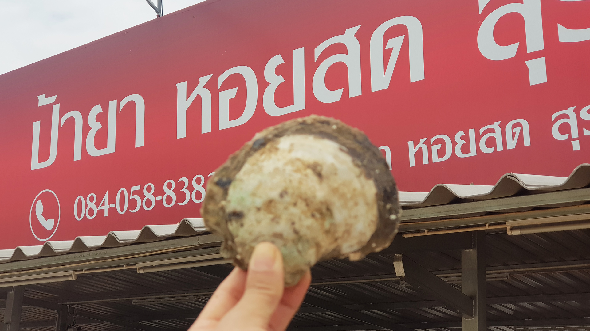 ป้ายาหอยสด